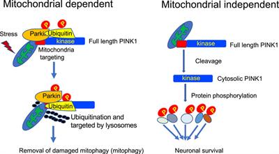 Frontiers | Mitochondrial-Dependent and Independent Functions of PINK1